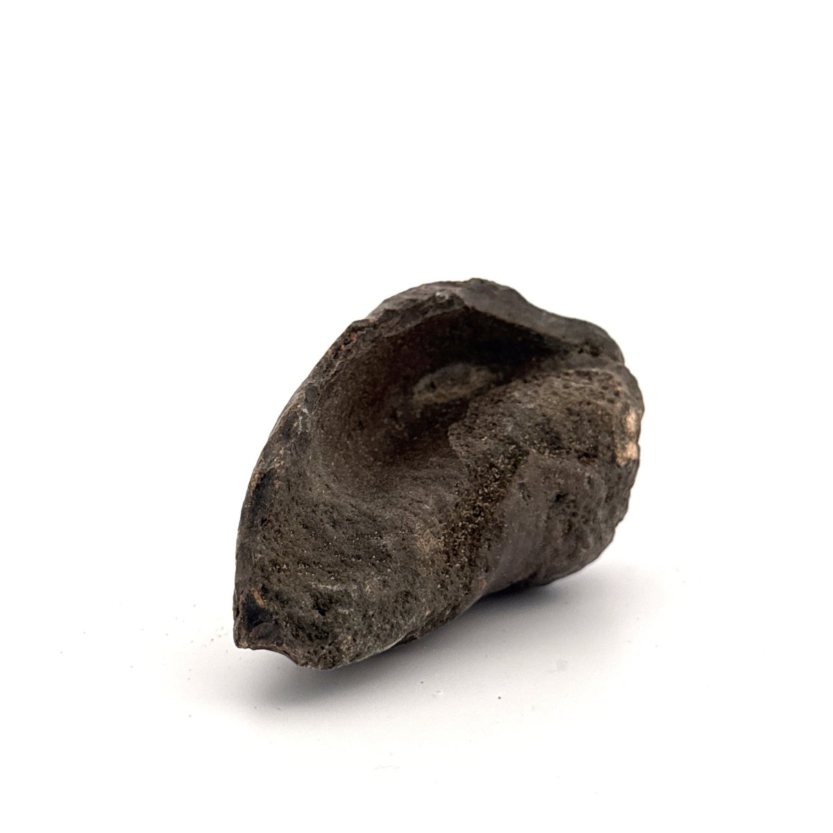 Fossil Whale Ear Bone (3.16") from Antwerp Region, Miocene Cetacean Tympanic Bulla - FossilsAndMore