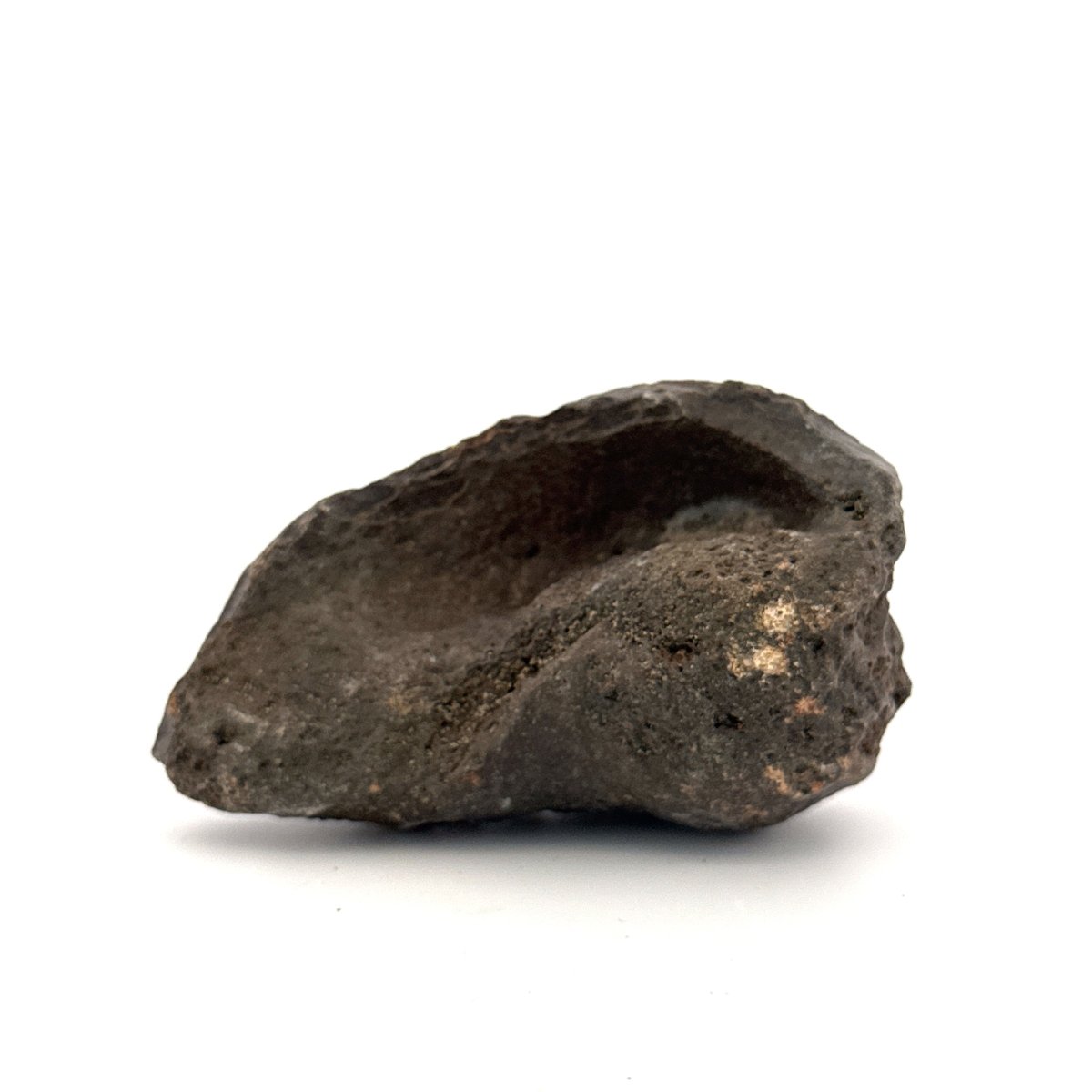 Fossil Whale Ear Bone (3.16") from Antwerp Region, Miocene Cetacean Tympanic Bulla - FossilsAndMore