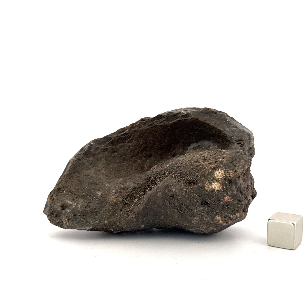 Fossil Whale Ear Bone (3.16") from Antwerp Region, Miocene Cetacean Tympanic Bulla - FossilsAndMore