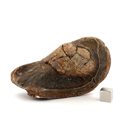 Fossil Whale Ear Bone (3.65") from Antwerp Region, Miocene Cetacean Tympanic Bulla - FossilsAndMore