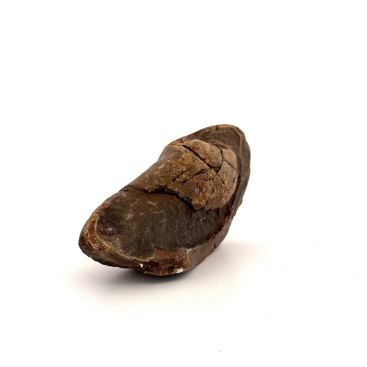 Fossil Whale Ear Bone (3.65") from Antwerp Region, Miocene Cetacean Tympanic Bulla - FossilsAndMore