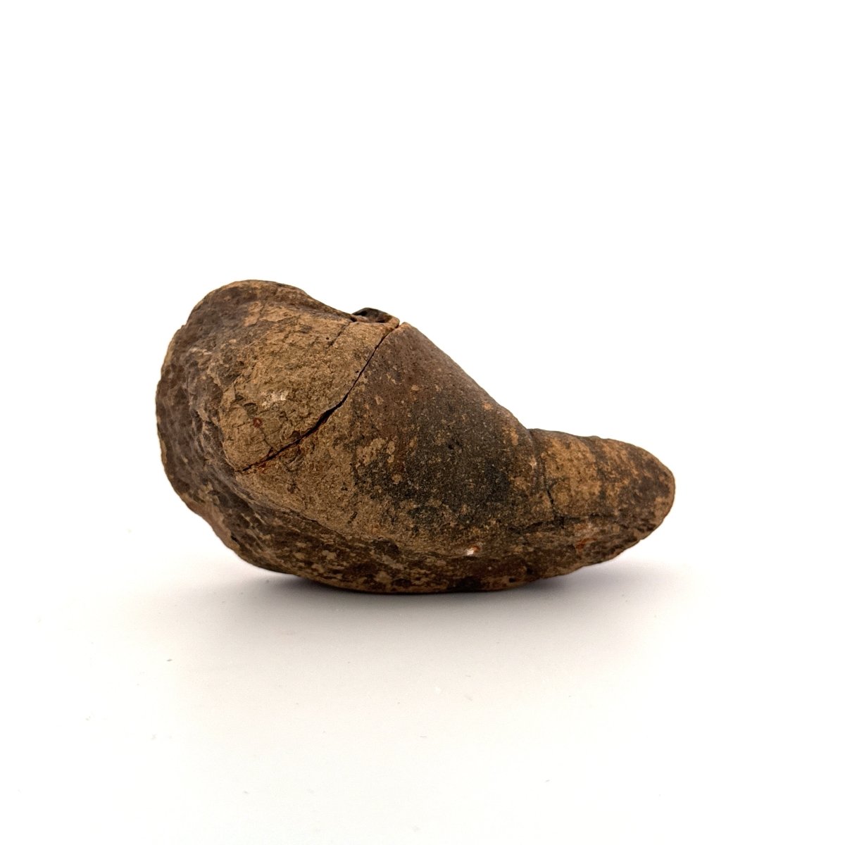 Fossil Whale Ear Bone (3.65") from Antwerp Region, Miocene Cetacean Tympanic Bulla - FossilsAndMore