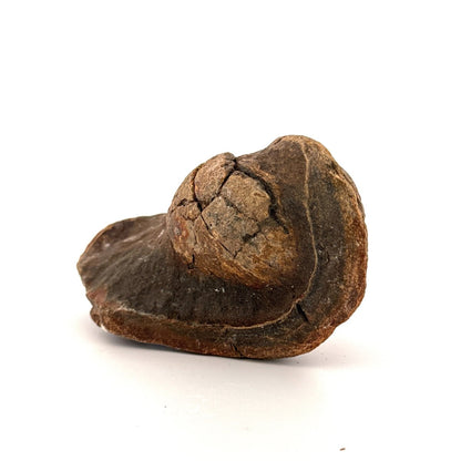 Fossil Whale Ear Bone (3.65") from Antwerp Region, Miocene Cetacean Tympanic Bulla - FossilsAndMore