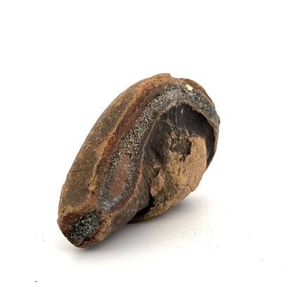 Fossil Whale Ear Bone (3.86") from Antwerp Region, Miocene Cetacean Tympanic Bulla - FossilsAndMore