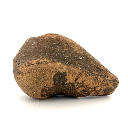 Fossil Whale Ear Bone (3.86") from Antwerp Region, Miocene Cetacean Tympanic Bulla - FossilsAndMore