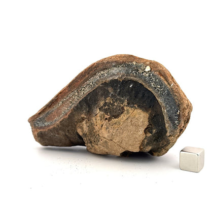 Fossil Whale Ear Bone (3.86") from Antwerp Region, Miocene Cetacean Tympanic Bulla - FossilsAndMore