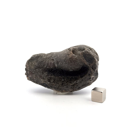 Fossil Whale Ear Bone from Antwerp Region, Cetacean Tympanic Bulla (2.76") - FossilsAndMore