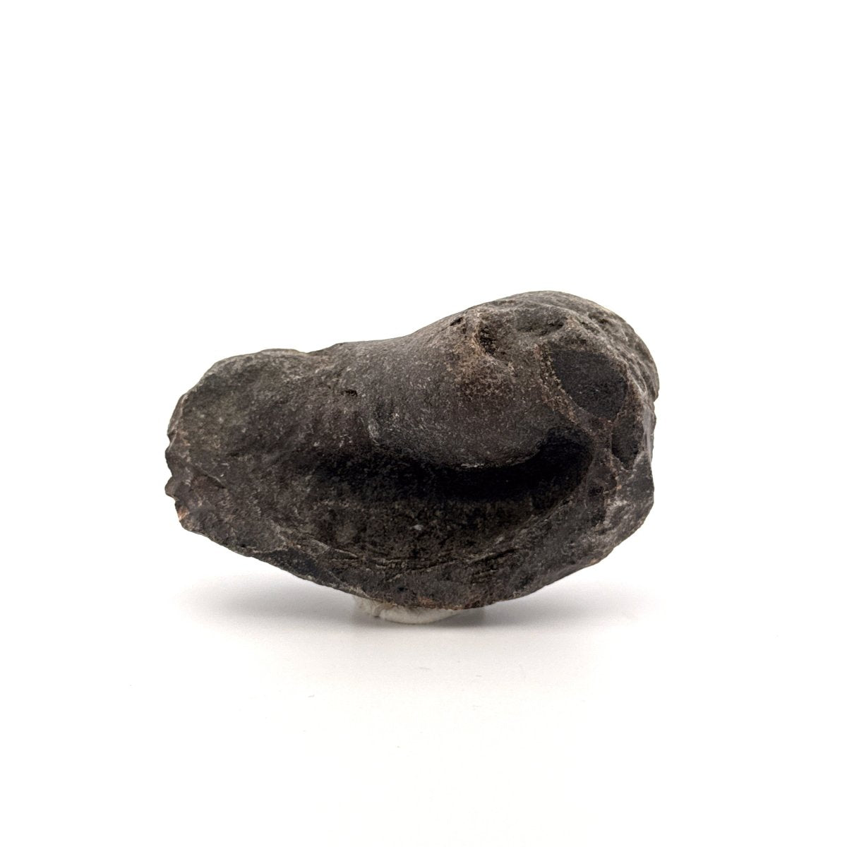 Fossil Whale Ear Bone from Antwerp Region, Cetacean Tympanic Bulla (2.76") - FossilsAndMore