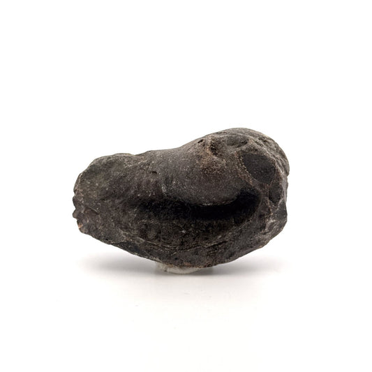 Fossil Whale Ear Bone from Antwerp Region, Cetacean Tympanic Bulla (2.76") - FossilsAndMore
