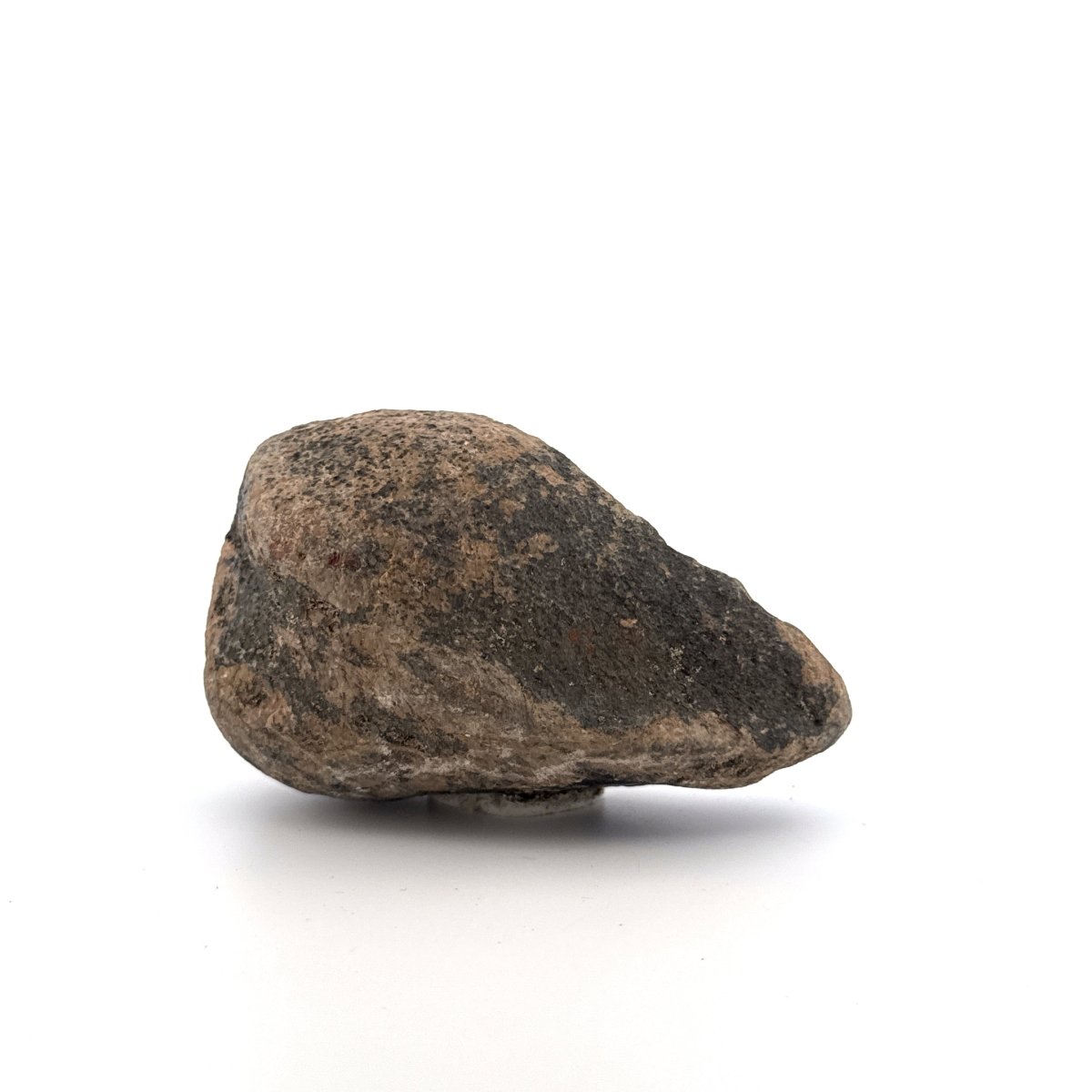 Fossil Whale Ear Bone from Antwerp Region, Cetacean Tympanic Bulla (3.13") - FossilsAndMore