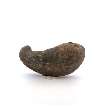 Fossil Whale Ear Bone from Antwerp Region, Cetacean Tympanic Bulla (3.45") - FossilsAndMore