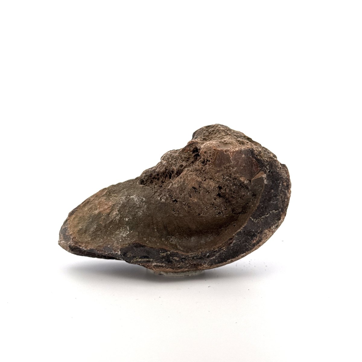 Fossil Whale Ear Bone from Antwerp Region, Cetacean Tympanic Bulla (3.57") - FossilsAndMore