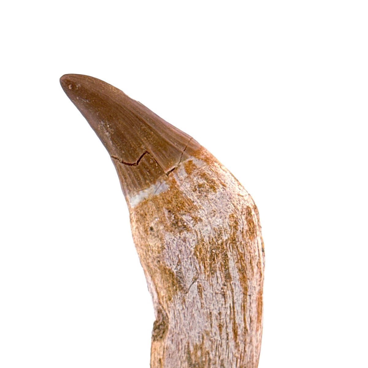 Gavialimimus almaghribensis Mosasaur tooth, Late Cretaceous, Morocco (2.29") - FossilsAndMore