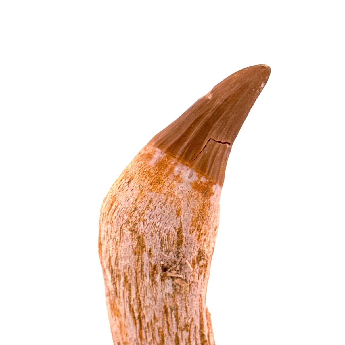 Gavialimimus almaghribensis Mosasaur tooth, Late Cretaceous, Morocco (2.29") - FossilsAndMore