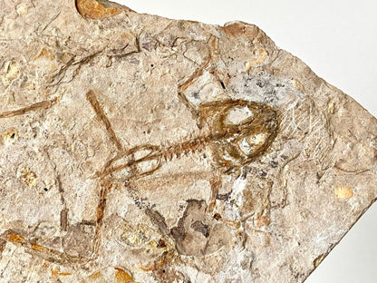 Genibatrachus rare fossil frog - FossilsAndMore