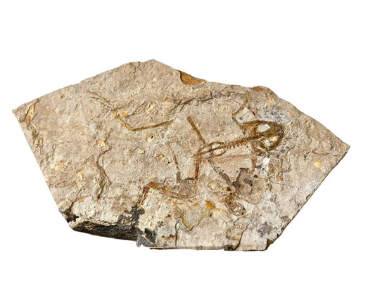 Genibatrachus rare fossil frog - FossilsAndMore