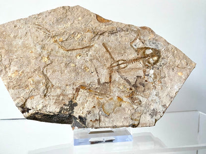 Genibatrachus rare fossil frog - FossilsAndMore