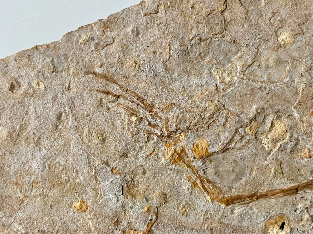 Genibatrachus rare fossil frog - FossilsAndMore