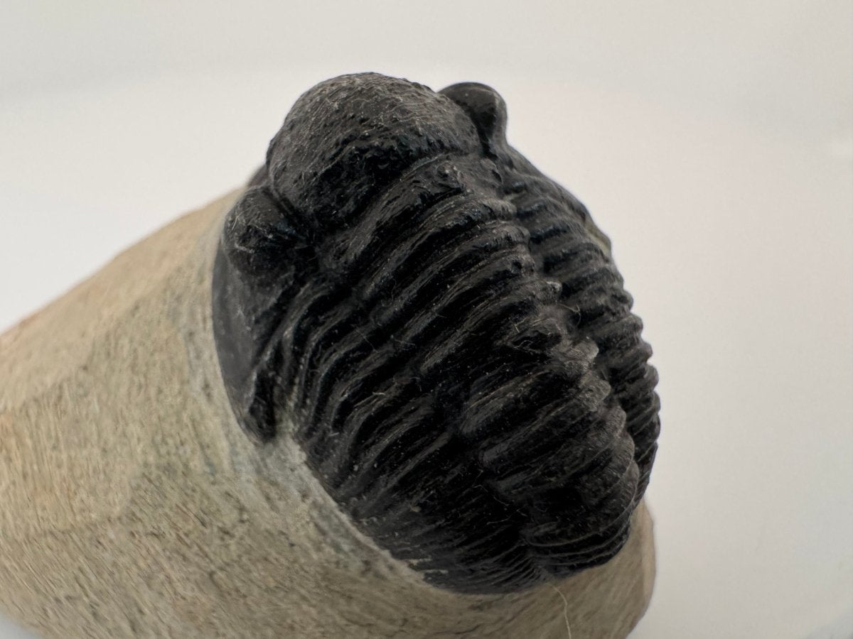 Gerastos granulosus Devonian Trilobite Fossil from, Morocco (A010) - FossilsAndMore