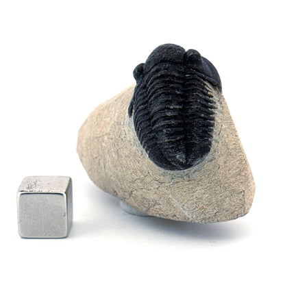 Gerastos granulosus Devonian Trilobite Fossil from, Morocco (A010) - FossilsAndMore