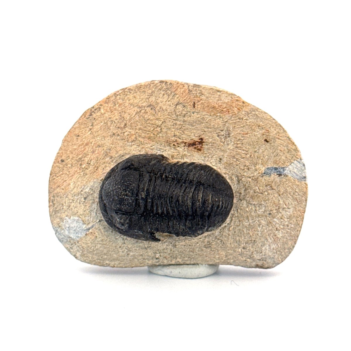 Gerastos granulosus Devonian Trilobite Fossil from, Morocco (A011) - FossilsAndMore