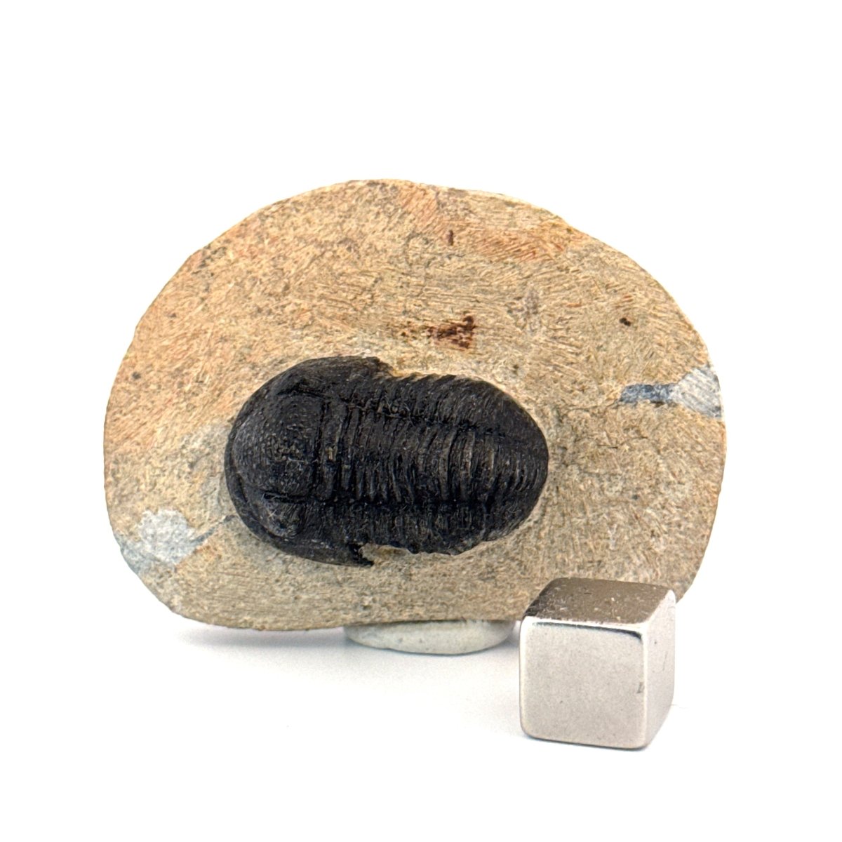 Gerastos granulosus Devonian Trilobite Fossil from, Morocco (A011) - FossilsAndMore