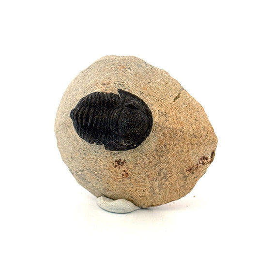 Gerastos granulosus Devonian Trilobite Fossil from, Morocco (A012) - FossilsAndMore