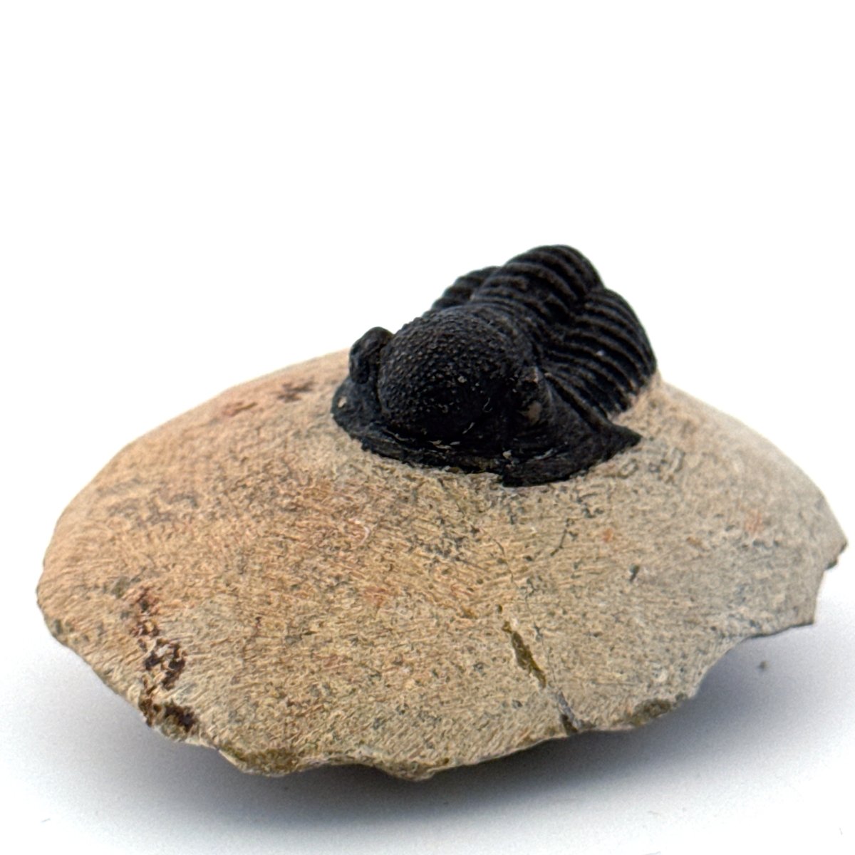 Gerastos granulosus Devonian Trilobite Fossil from, Morocco (A012) - FossilsAndMore