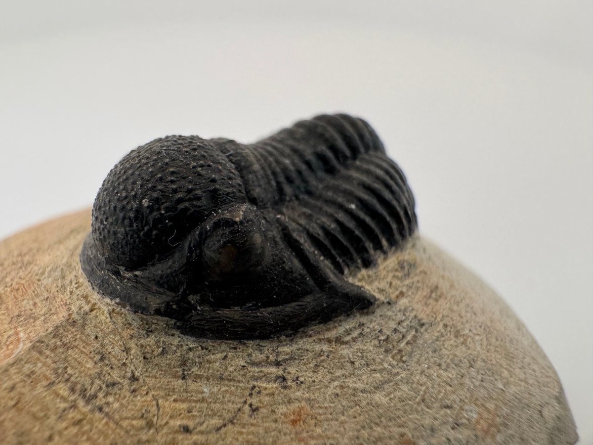 Gerastos granulosus Devonian Trilobite Fossil from, Morocco (A012) - FossilsAndMore