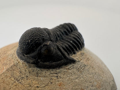 Gerastos granulosus Devonian Trilobite Fossil from, Morocco (A012) - FossilsAndMore