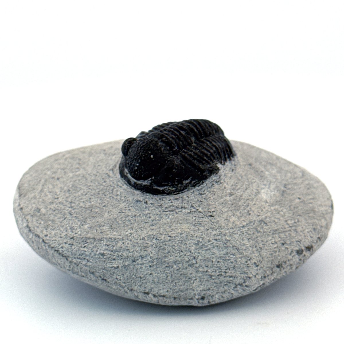 Gerastos granulosus Devonian Trilobite Fossil from, Morocco (A013) - FossilsAndMore