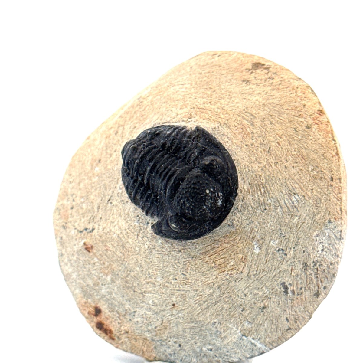 Gerastos granulosus Devonian Trilobite Fossil from, Morocco (A014) - FossilsAndMore