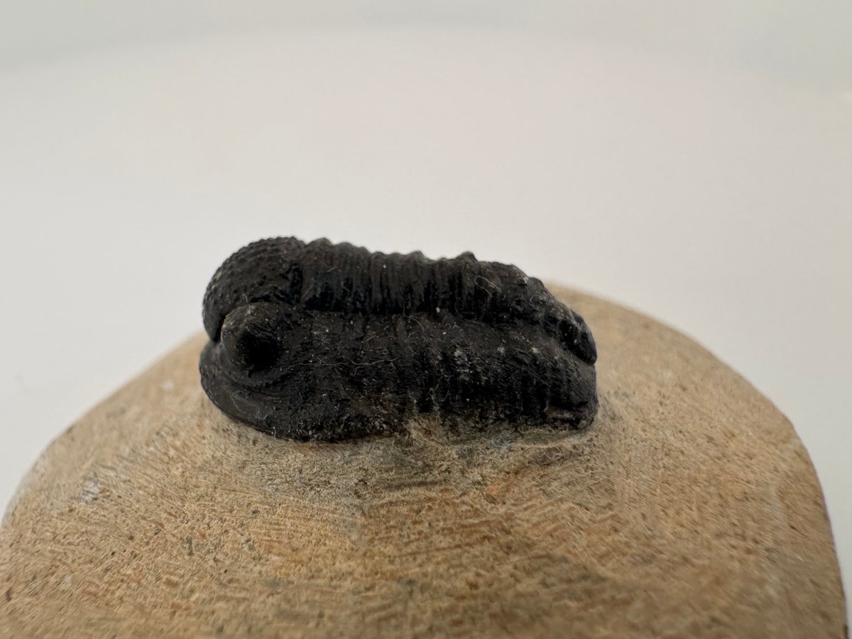 Gerastos granulosus Devonian Trilobite Fossil from, Morocco (A014) - FossilsAndMore