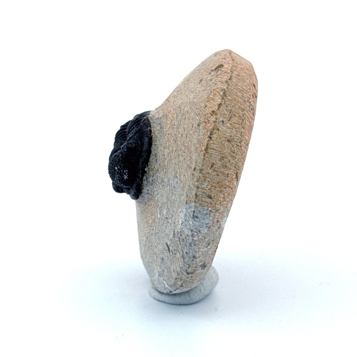 Gerastos granulosus Devonian Trilobite Fossil from, Morocco (A014) - FossilsAndMore