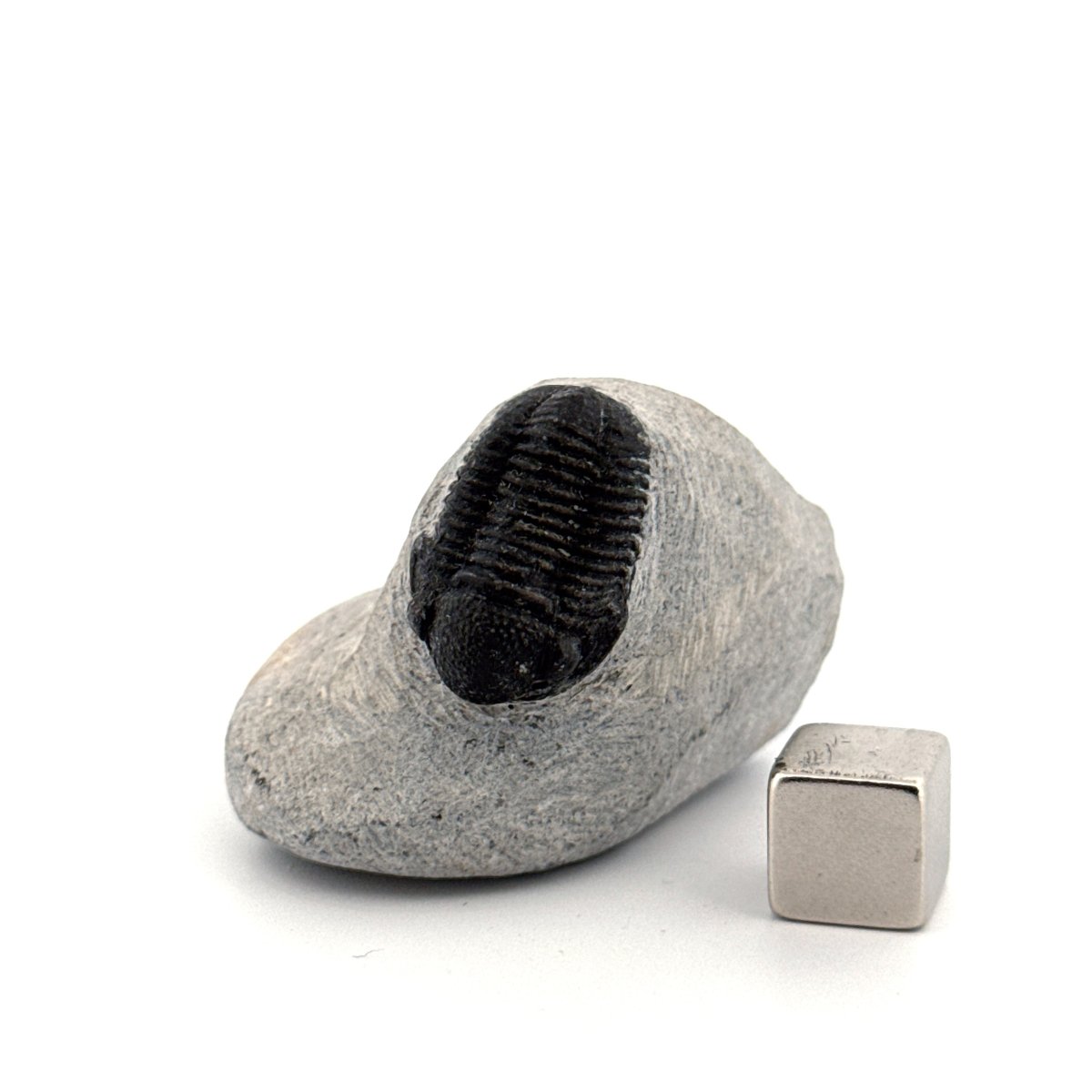 Gerastos granulosus Devonian Trilobite Fossil from, Morocco (A015) - FossilsAndMore