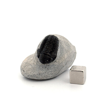 Gerastos granulosus Devonian Trilobite Fossil from, Morocco (A015) - FossilsAndMore