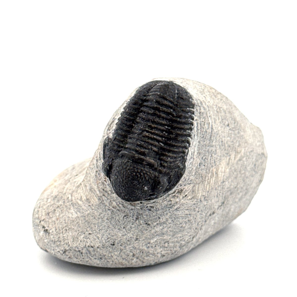 Gerastos granulosus Devonian Trilobite Fossil from, Morocco (A015) - FossilsAndMore