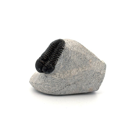 Gerastos granulosus Devonian Trilobite Fossil from, Morocco (A015) - FossilsAndMore