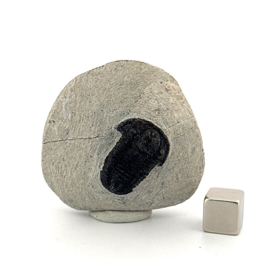 Gerastos granulosus Devonian Trilobite Fossil from Morocco (A016) - FossilsAndMore