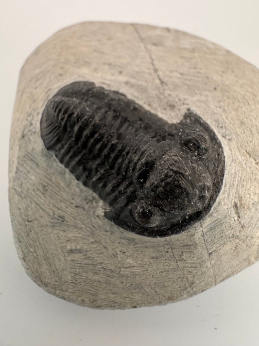 Gerastos granulosus Devonian Trilobite Fossil from Morocco (A016) - FossilsAndMore