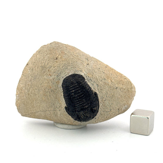 Gerastos granulosus Devonian Trilobite Fossil from Morocco (A017) - FossilsAndMore