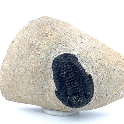Gerastos granulosus Devonian Trilobite Fossil from Morocco (A017) - FossilsAndMore