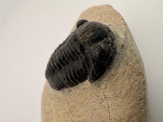Gerastos granulosus Devonian Trilobite Fossil from Morocco (A017) - FossilsAndMore