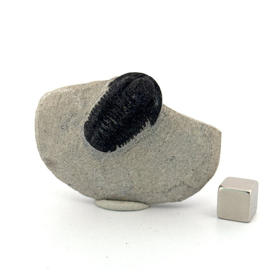 Gerastos granulosus Devonian Trilobite Fossil from Morocco (A018) - FossilsAndMore