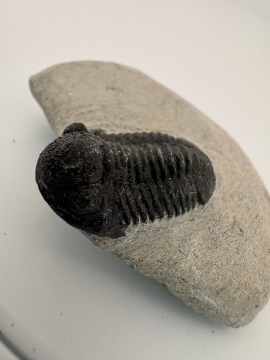Gerastos granulosus Devonian Trilobite Fossil from Morocco (A018) - FossilsAndMore