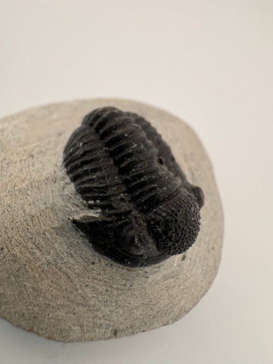 Gerastos granulosus Devonian Trilobite Fossil from Morocco (A019) - FossilsAndMore