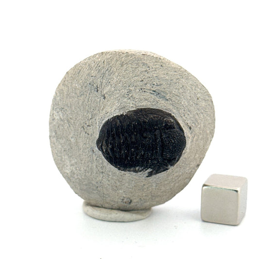 Gerastos granulosus Devonian Trilobite Fossil from Morocco (A019) - FossilsAndMore