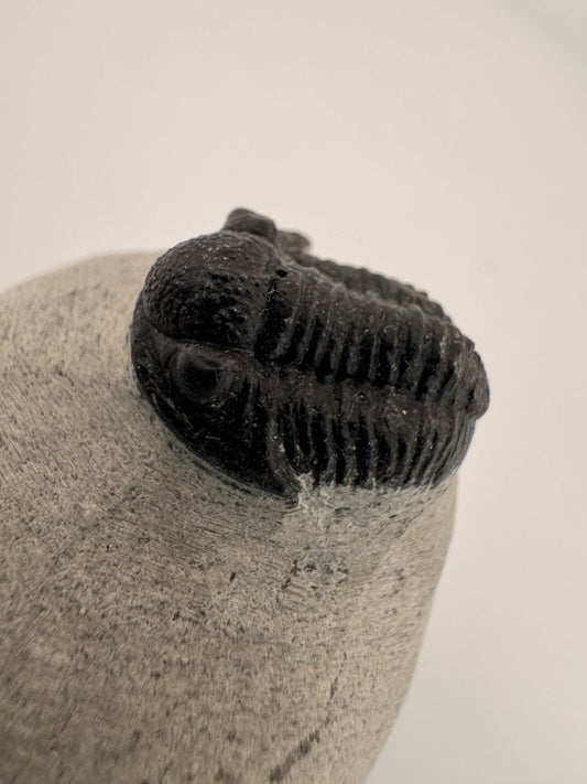 Gerastos granulosus Devonian Trilobite Fossil from Morocco (A020) - FossilsAndMore