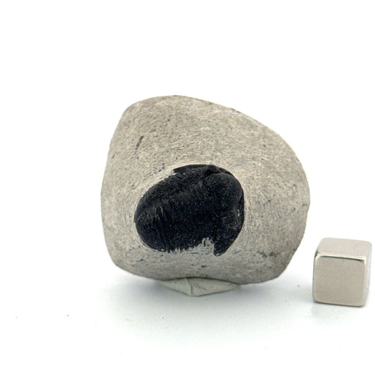 Gerastos granulosus Devonian Trilobite Fossil from Morocco (A020) - FossilsAndMore