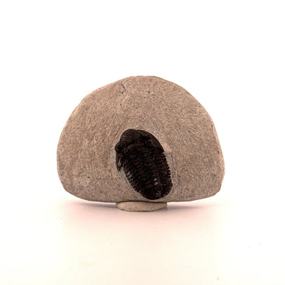 Gerastos granulosus Devonian Trilobite Fossil from Morocco (A021) - FossilsAndMore